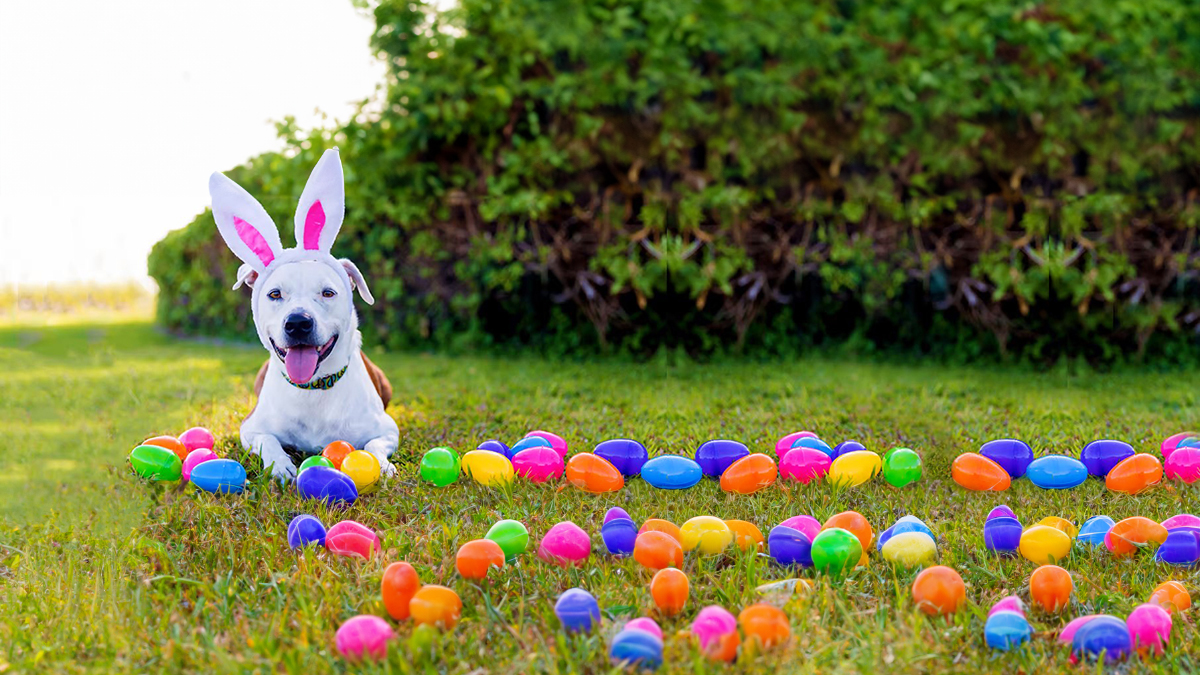 Egg Hunt with Park District of Highland Park